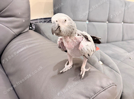 African grey parrot tame talking inc cage toys