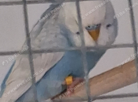 Budgie