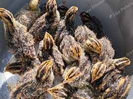 Quskls Chicks: A day old Japanese/Coturnix Quails