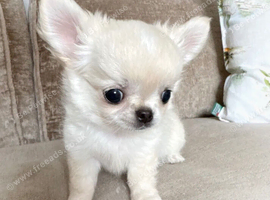 White Chihuahua