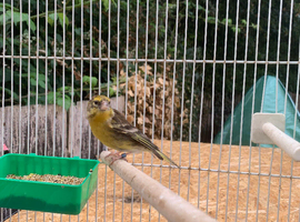 Goldfinch x Siskin