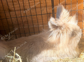 Female lionhead