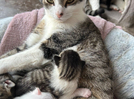 Kittens for sale will be ready end of may reserve now