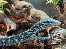 Blue Tree Monitor (Varanus Macraei) at Birmingham Reptiles