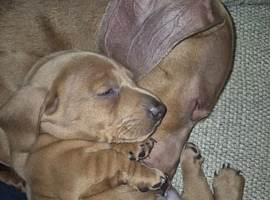 Miniature dachshund for sale