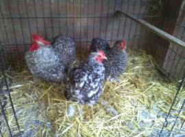 A Trio of Cuckoo Pekin Bantams