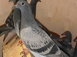 Racing Pigeons &ndash; Free to Good Home