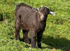 Dwarf dairy billy