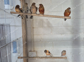 Canary