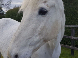 Rehome needed due to move abroad