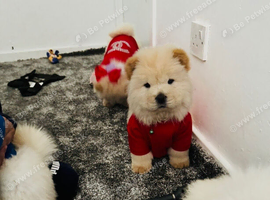 Chow chow