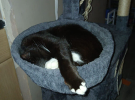 3x cats, cat tree 3x litter