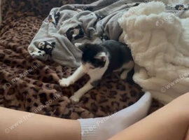 Kitten