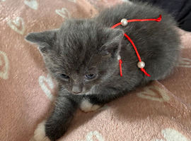 Rangdoll cross kittens