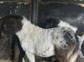 Piebald blanket spot filly foal
