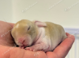 Beautiful Mini Lop Kits