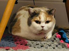 A lovely girl lola