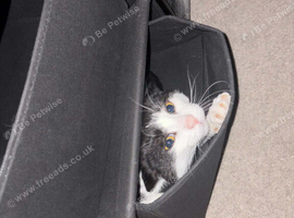 Male cat 4yrs old