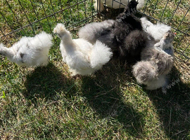 Silky chickens