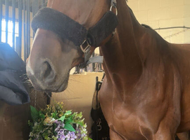 16hh tb gelding, dressage potential