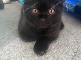Scottish folds
