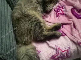 Male Maine coon