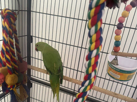 Indian Ringneck
