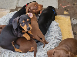 Beautiful Dachshund pups