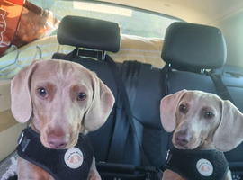 Minature Dauchshound 2 brothers