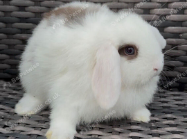 4 boy mini lops