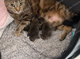 3 tabby kittens