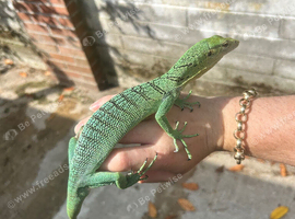Varanus Prasinus PAIR (Emerald/Green Tree monitors)