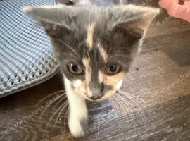 Kitten