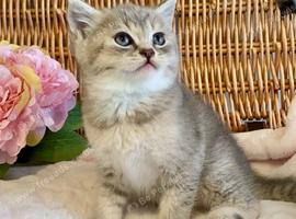 BEAUTIFUL BLUE GOLDEN SHADED BSH BOY