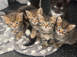 Mixed breed kittens