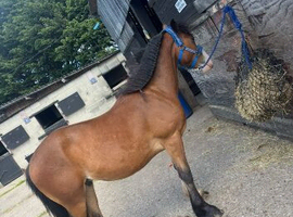 Welsh d x Connemara