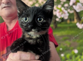 Beautiful Kittens