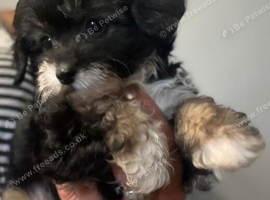 Papillon x toy poodle v small