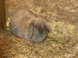 2 French lops and one lionhead ages 3 and 4