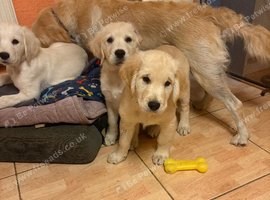Beautiful 12 week old puppies for sale