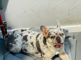 Lovely Frenchie for sale