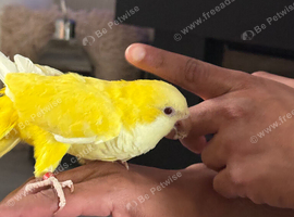 1 year old Quaker, hand tamed