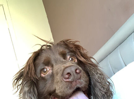 Cocker spaniel