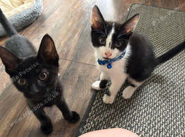2 brothers looking for forever home