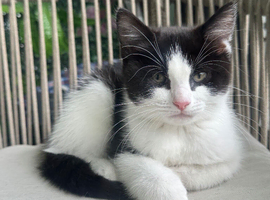 Mix ragdoll