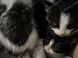 4 kittens available