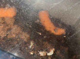 Baby African land snails