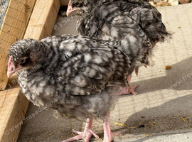 Cuckoo Orpington&rsquo;s