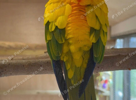 Proven Breeding Pair Sun conures