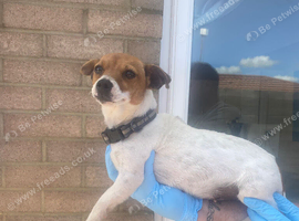 Traditional miniature Jack Russell